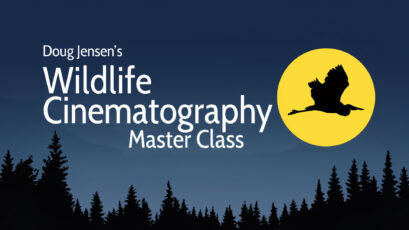 Wildlife Cinematography Master Class